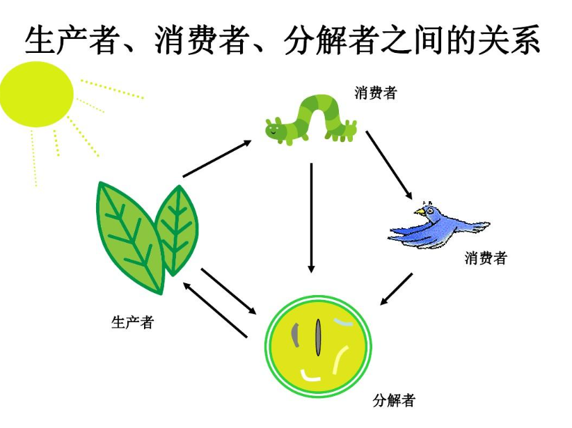 全世界的老鼠若突然死光-如果全世界老鼠死光了 - 情书号