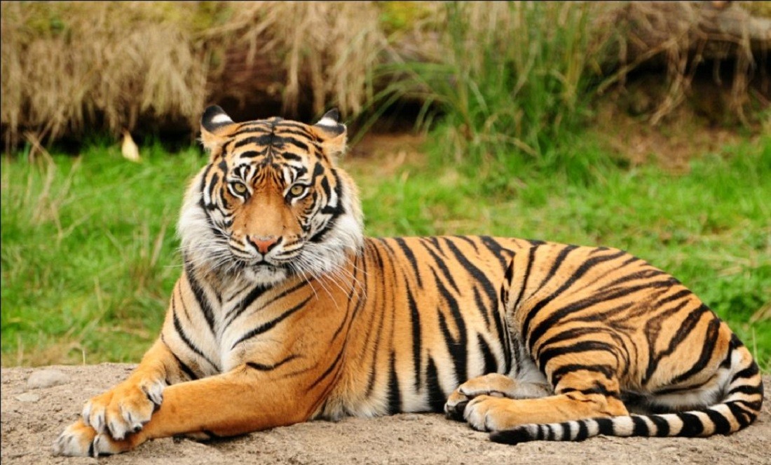 老虎不吃人，为什么这只流窜多国，最终杀了400多人？