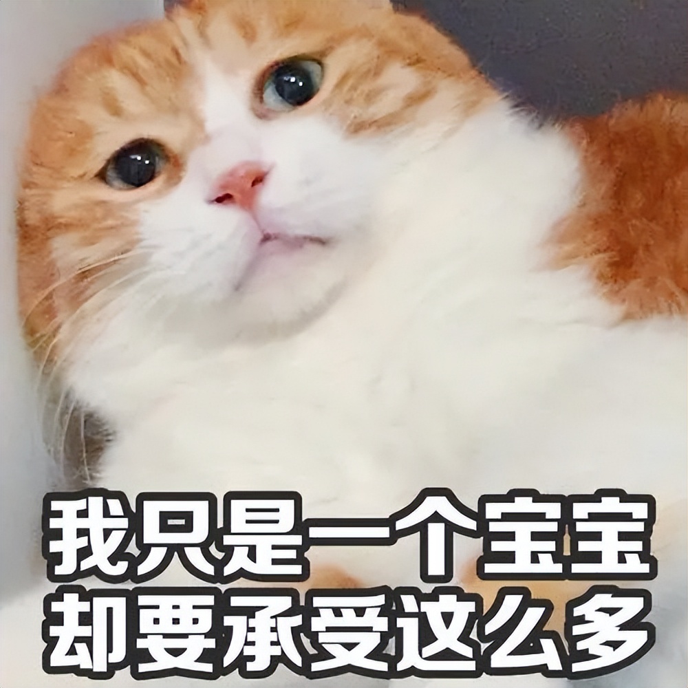 “宠物猫”VS“田园猫”，哪一个更好养？