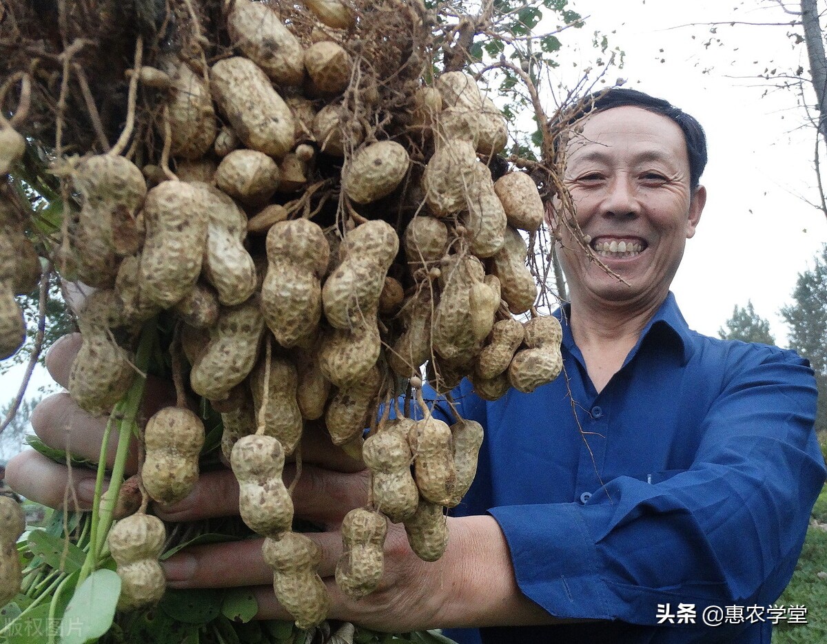 现在花生多少钱一斤？为何会出现滞销现象？12月花生最新行情分析