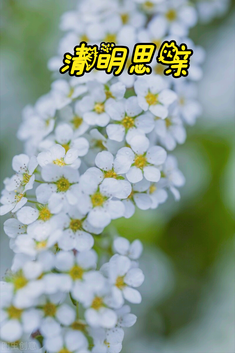 一花一思念,清明细雨花漫天,年年祭扫仙人墓,岁岁感念亲人情