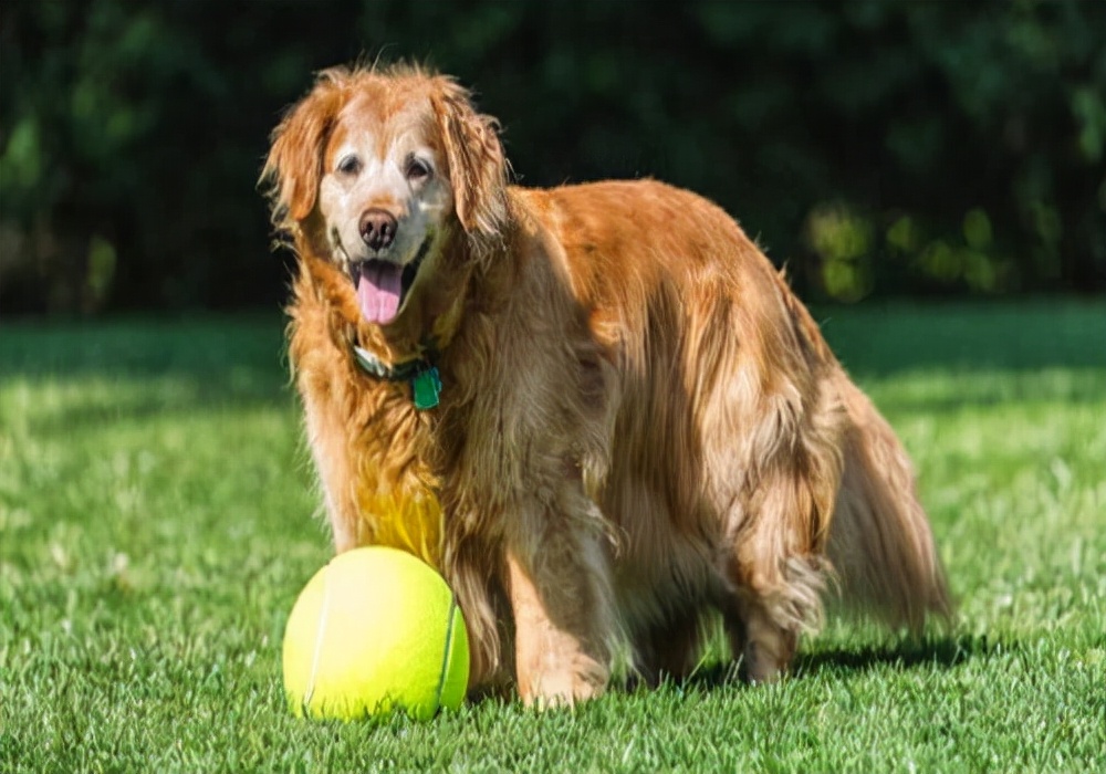 狗狗呕吐黄水泡沫粘液怎么办