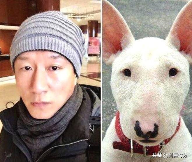 世界上兇猛的十種狗，日本土佐犬上榜，藏獒排名第二