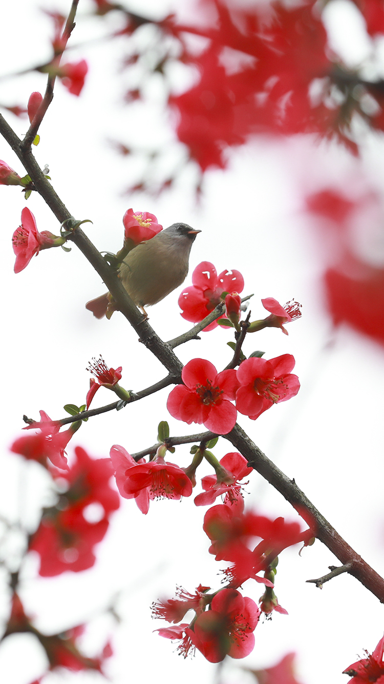 尽管出场机会不多(2月11日重庆要闻速览)