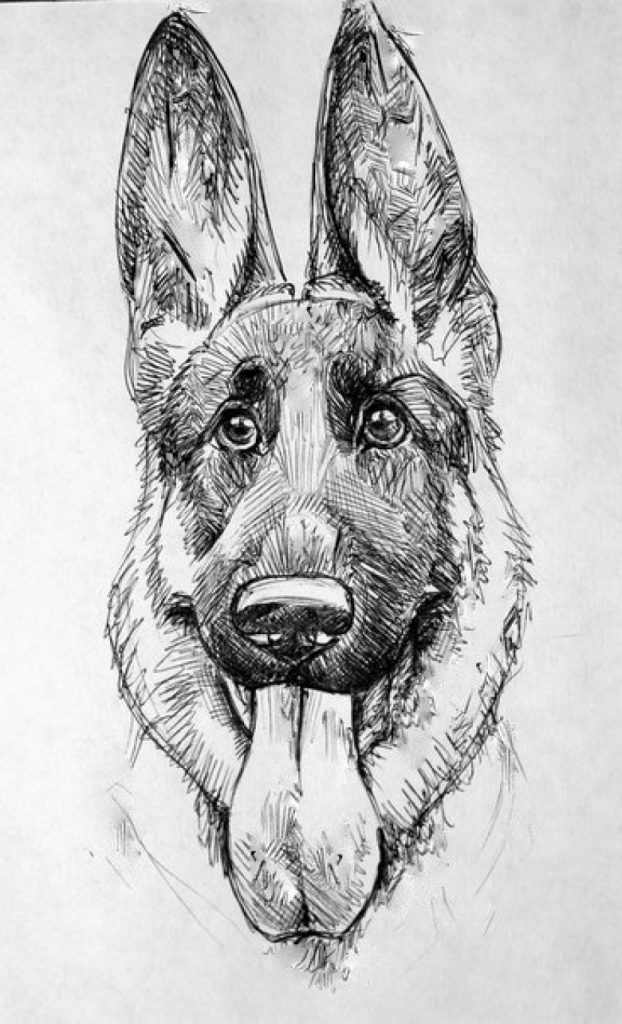 动物漫画图片铅笔画(用一只简单的铅笔画狗) - 赤虎壹号