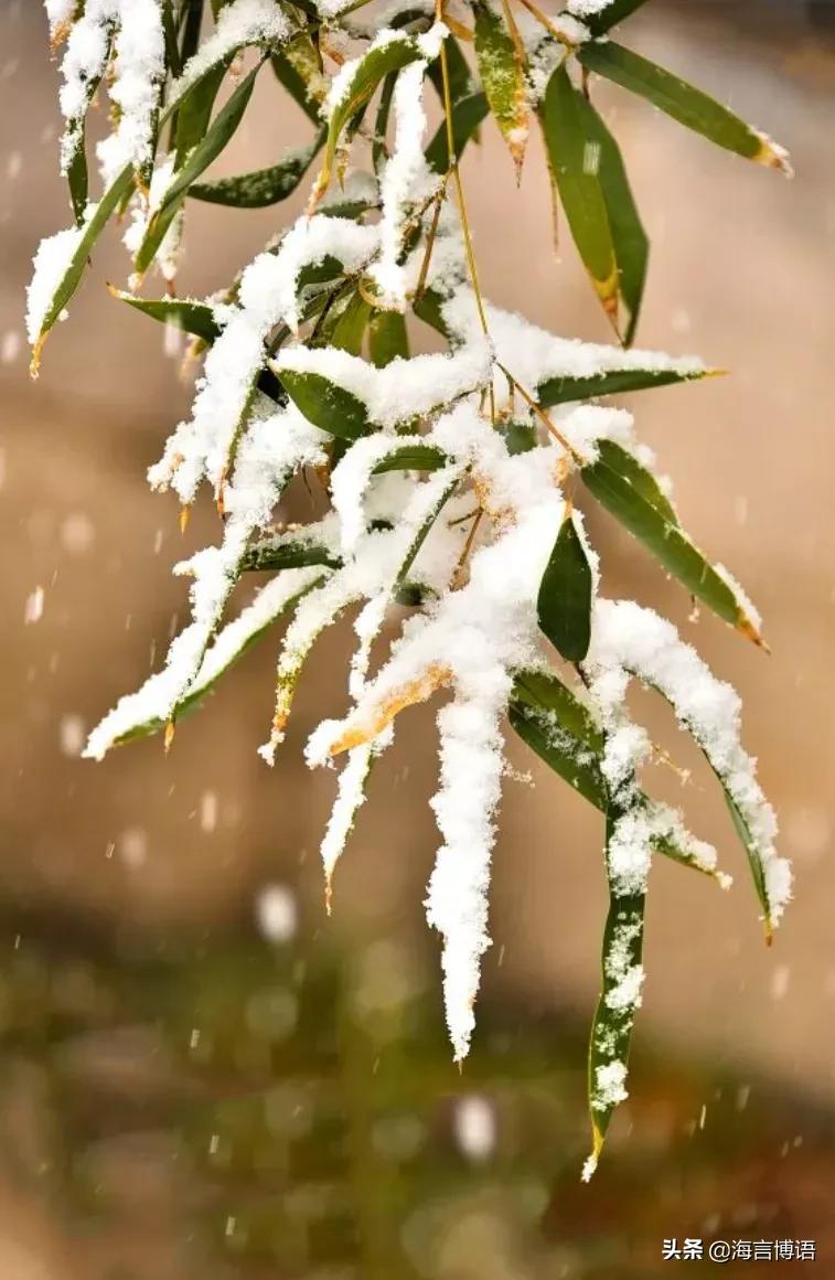 庆儿诗话~宁做傲骨化风雪，绿了四季一处景