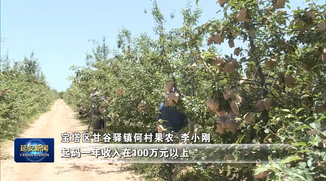 延安果农李小刚：做新型职业农民 过幸福小康生活