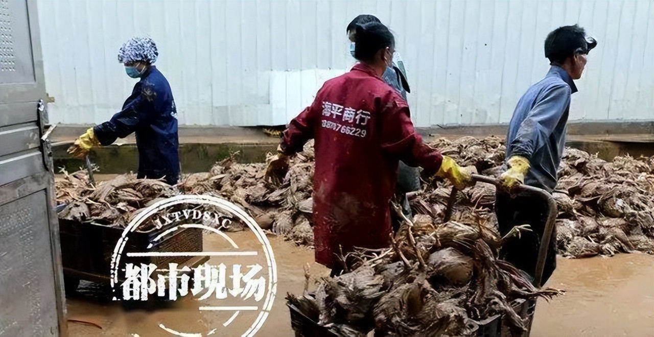 40萬只雞遭受雨災(zāi)損失超3000萬！遠(yuǎn)卓提醒做好預(yù)防洪澇災(zāi)害準(zhǔn)備