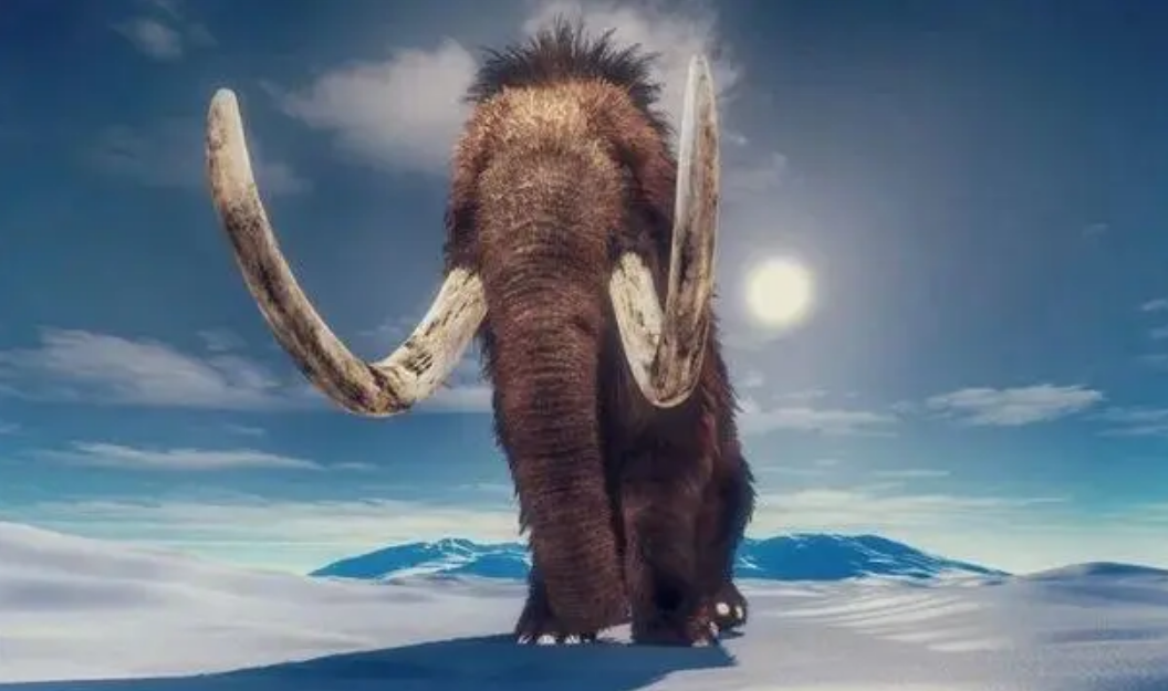 为何古人不敢动"非洲象",却选择捕杀体型更大的"猛犸象"?