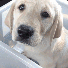 狗狗生病的10种表现，千万别错过最佳治疗时间