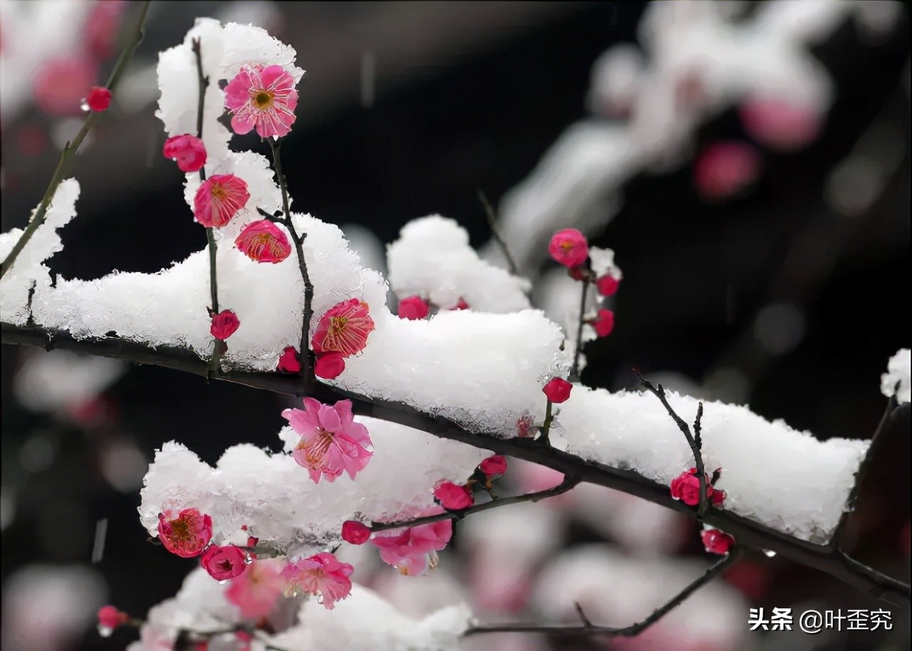 中国十大名花，您都知道吗？