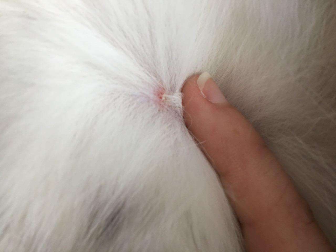 猫藓会传染给人！猫藓怎么预防，得了猫藓怎么办？