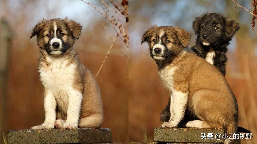 这7种猎犬，都来自非洲大陆，有你们认识的吗？