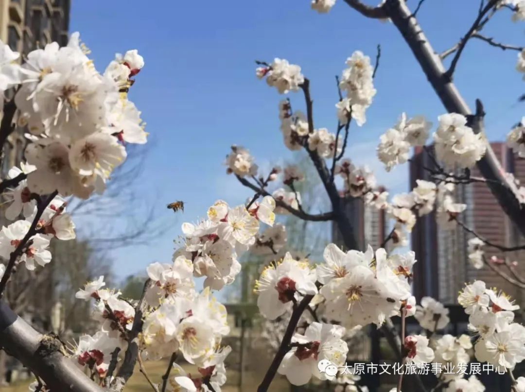 线上展览|“山河春意 锦绣太原——花的世界”主题摄影线上图片展（十三）