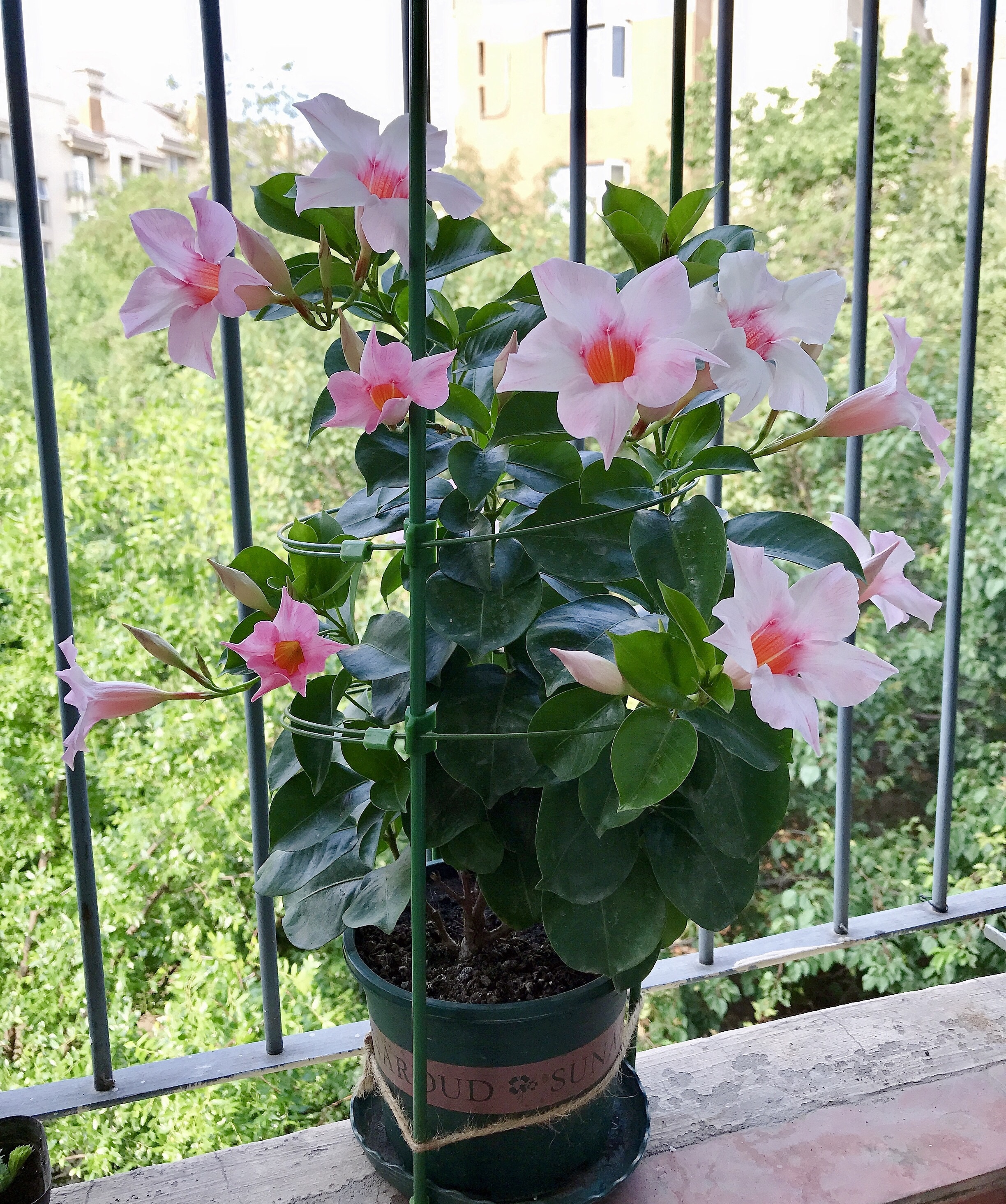 飘香藤的花期和寿命(适合阳台养的藤本花卉飘香藤)