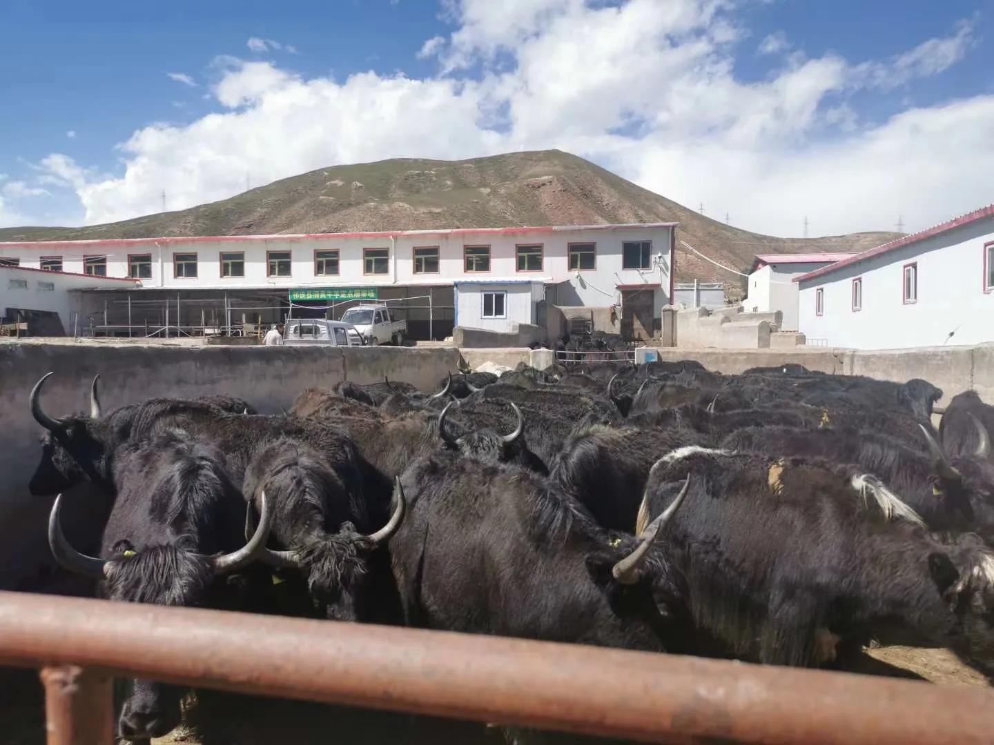 青海祁连亿达畜产肉食品有限公司简介