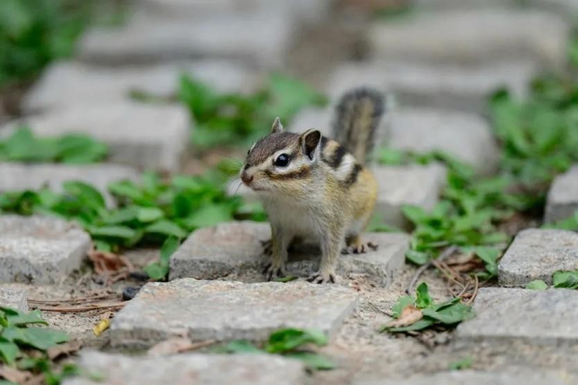 多图预警！兰大最美“校花”心动来袭，颜值超高，简直太惊艳！