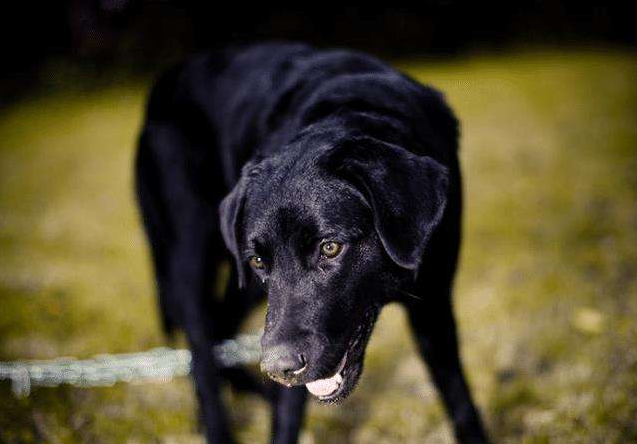 狗狗智商排名前8位，都是聪明的犬种，秒懂主人的意思