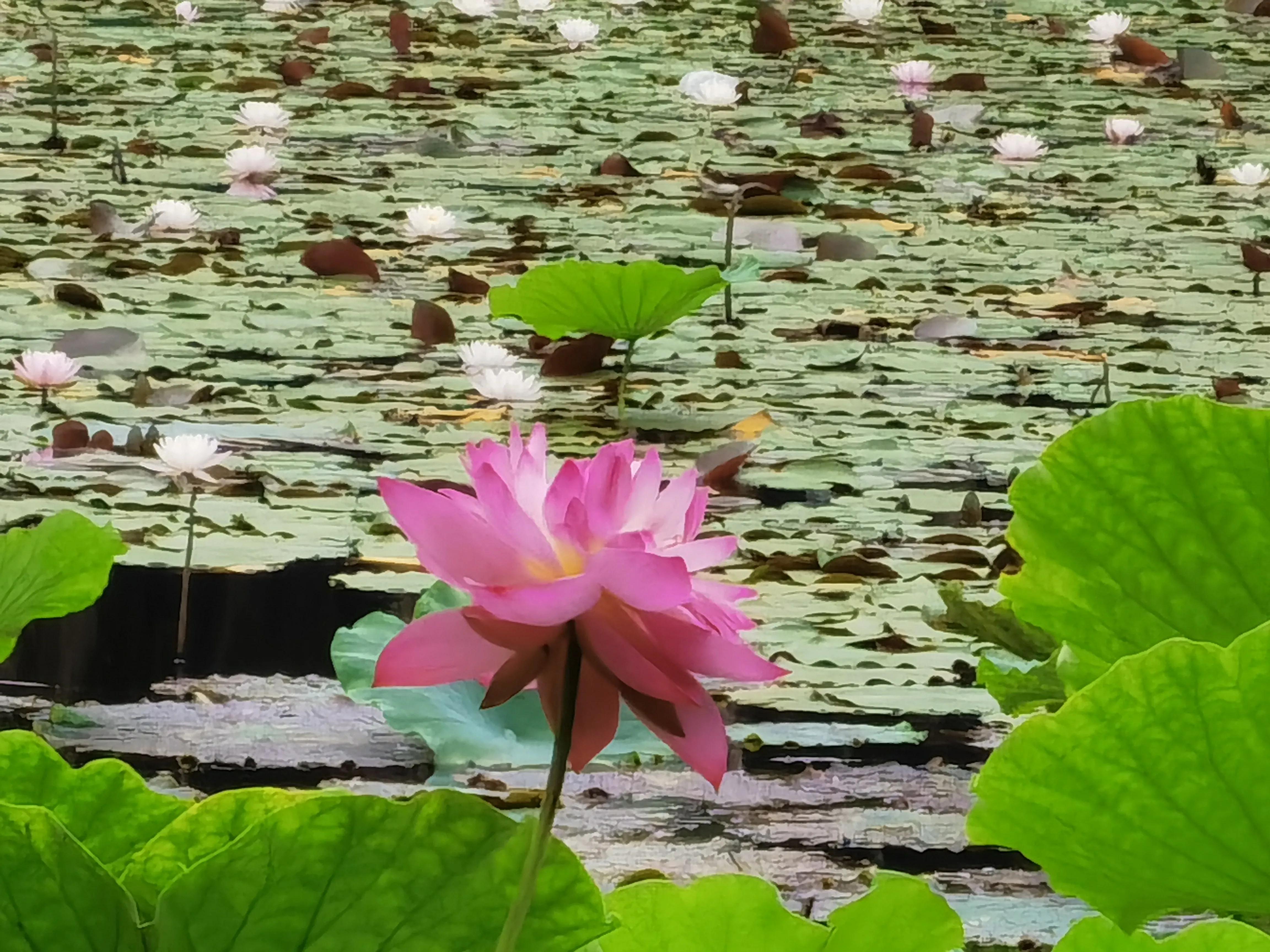 仓央嘉措——陌上花开