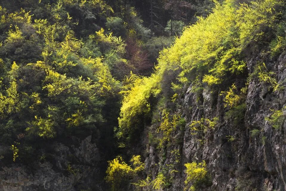 阳春三月春风暖，踏春太行大峡谷游玩正当时