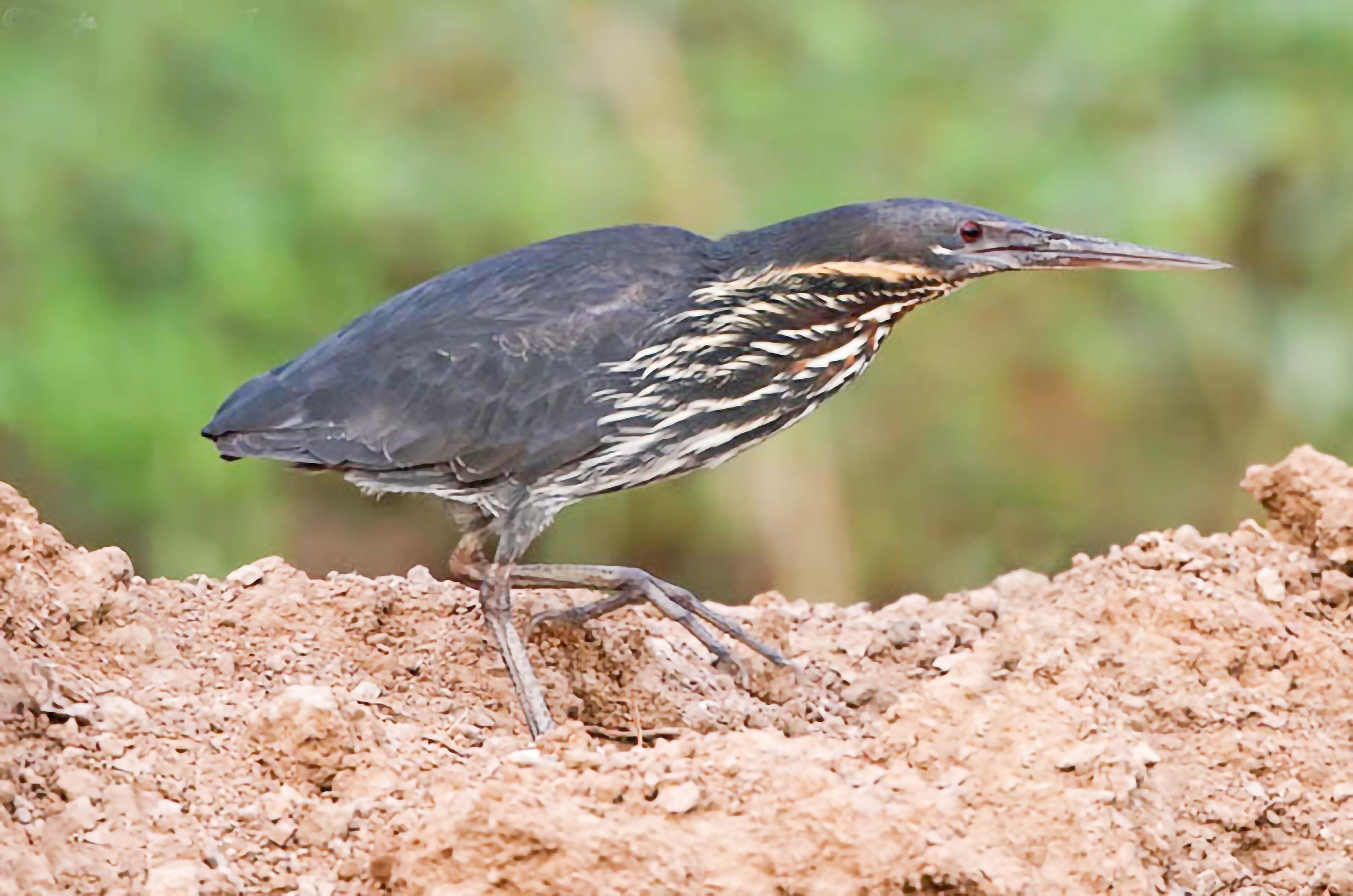 认识与识别吃鱼很凶的鹭科鸟类有些种类还是保护动物