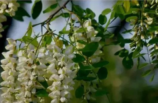 高三学生爱吃什么春天美味？提出什么新吃法？好做吗？吃爽了吗？