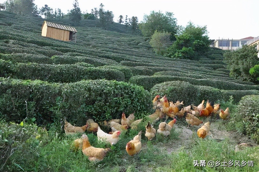 农村散养土鸡照片（学会这几点你也能成为土鸡养殖大户）