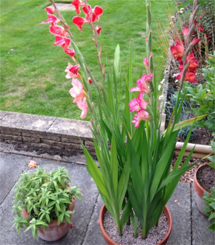 剑兰种球的"高质量"栽培技巧:注意种植时间,掌握基础方法就行