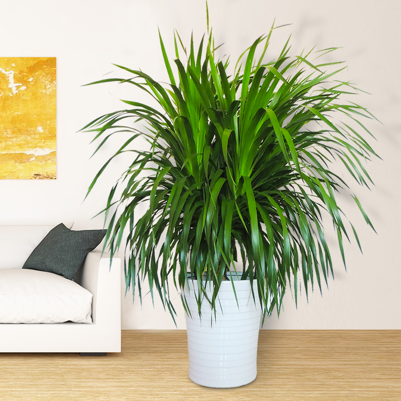 客厅养花“讲究大”，别随便，这6种，贵气不俗，养人旺家