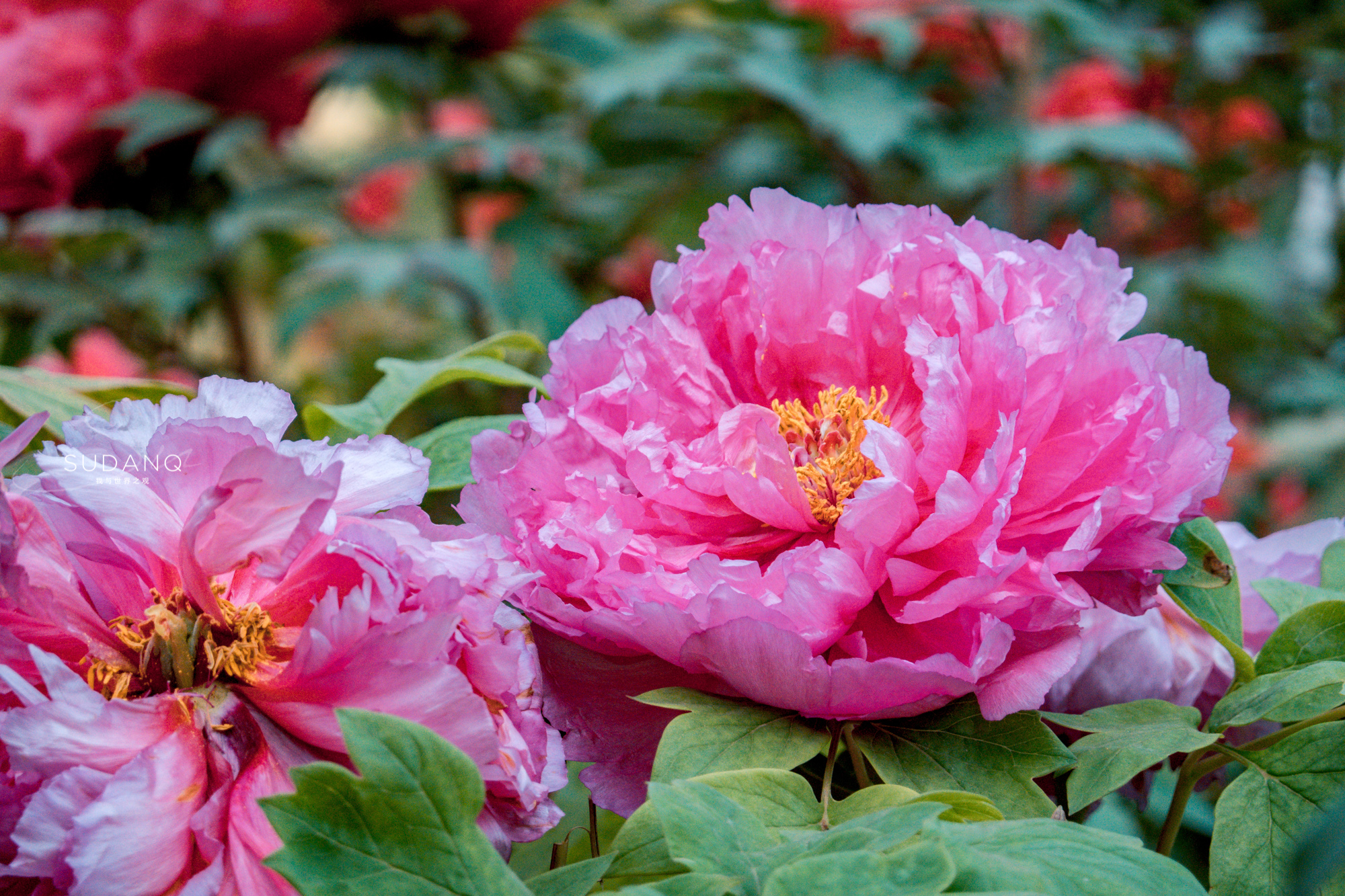 洛阳市花(五千年厚土,十三朝古都!河南洛阳究竟有哪些值得一看的美景)