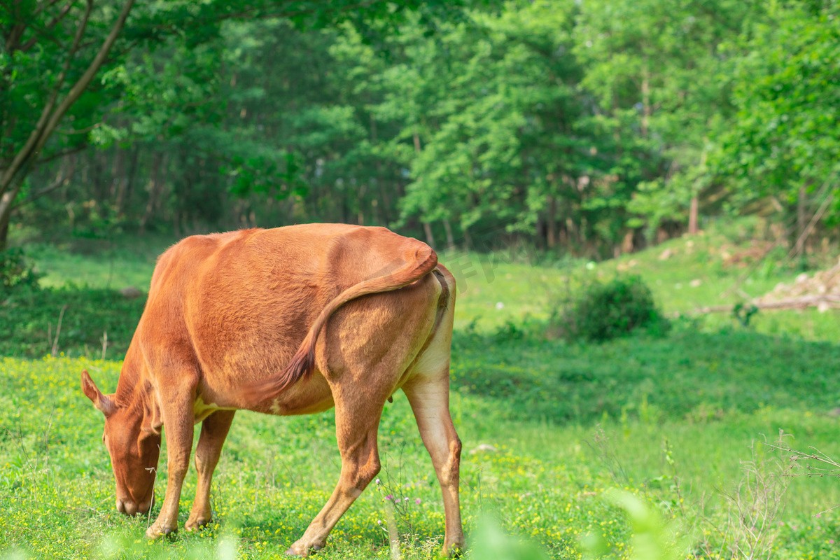 印度牛界之王"苏丹",身价2100万,每天睡前都要喝一杯威士忌