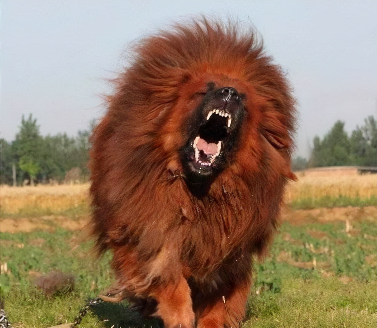 遇到恶犬咬人，打它这里，一击见效