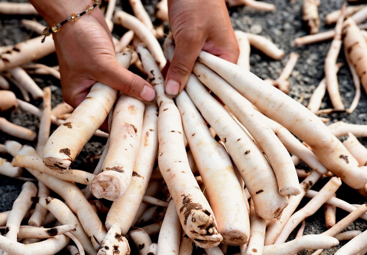 一味中药:白芍,补血养阴