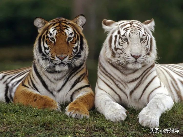 日积月累：飞花令“虎”的诗句100首