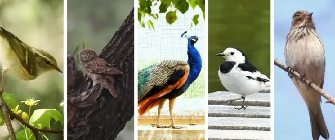 为什么可以报考河北师范大学？