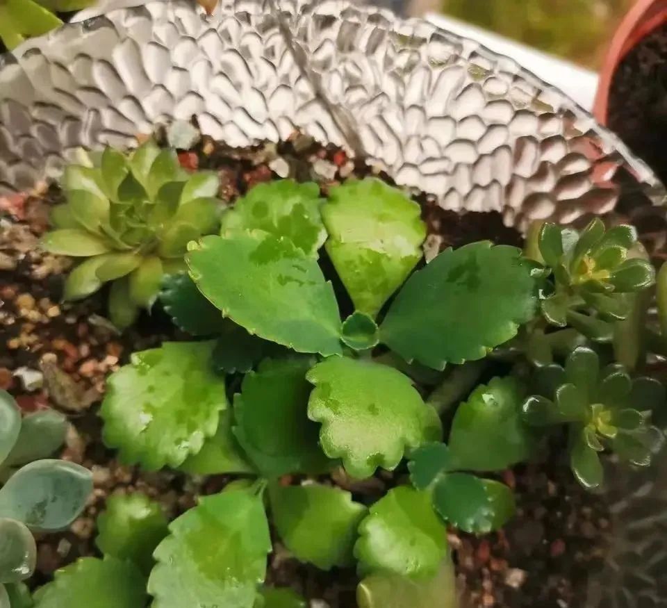 這些葉片掉土裡就能活 盆裡都是大白根 不用花錢買 天天看點