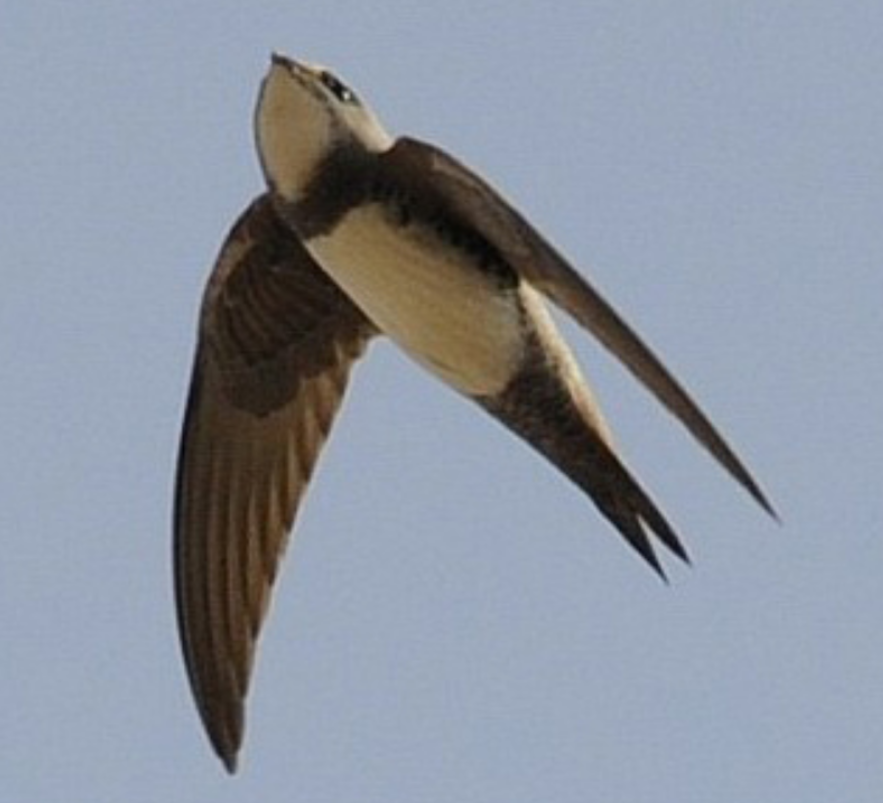 "无脚鸟"雨燕,一生边飞边睡,落地等于死亡,它如何繁衍后代?