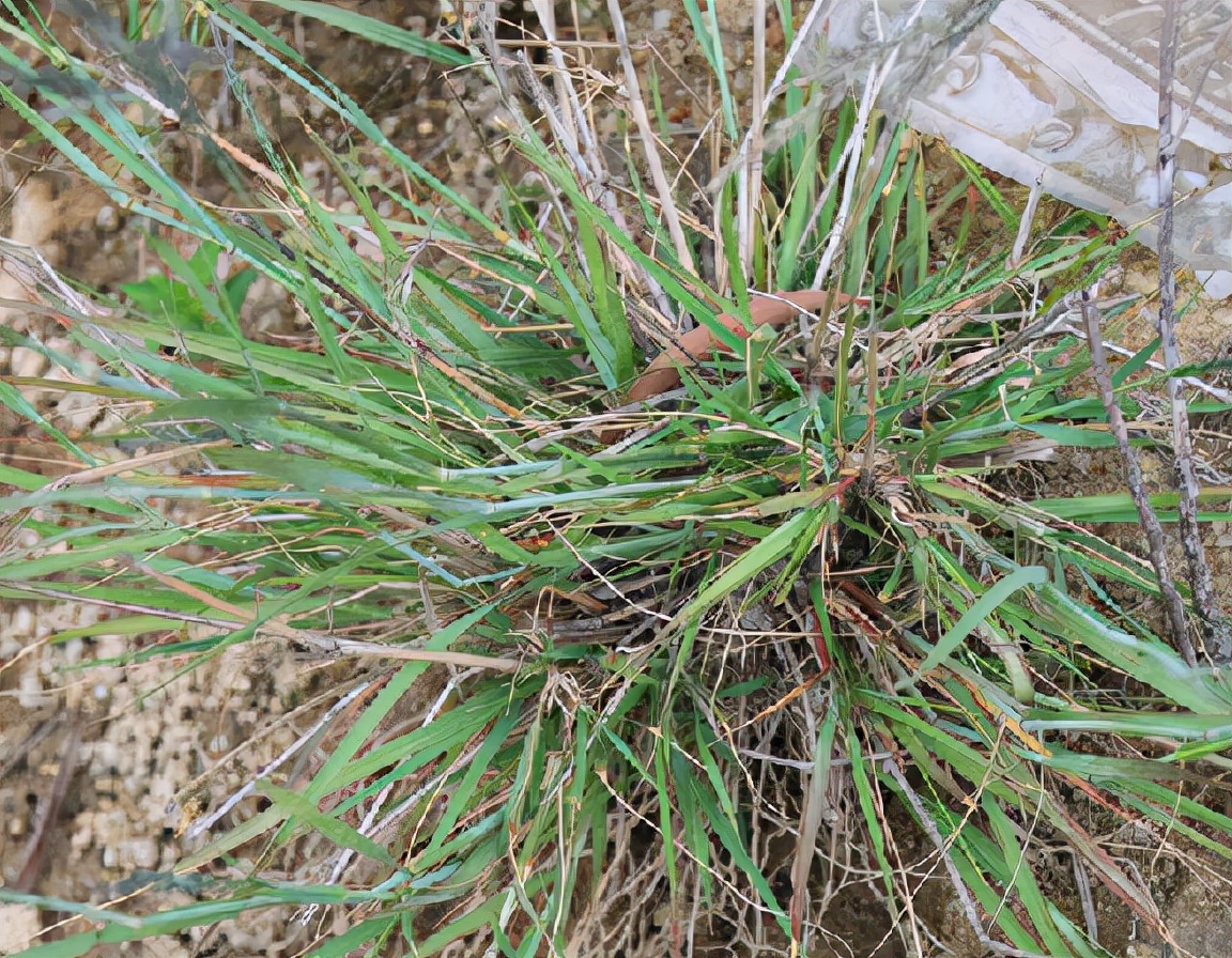 农村难拔的杂草,殊不知很多作用,能很好的止咳,都认识下