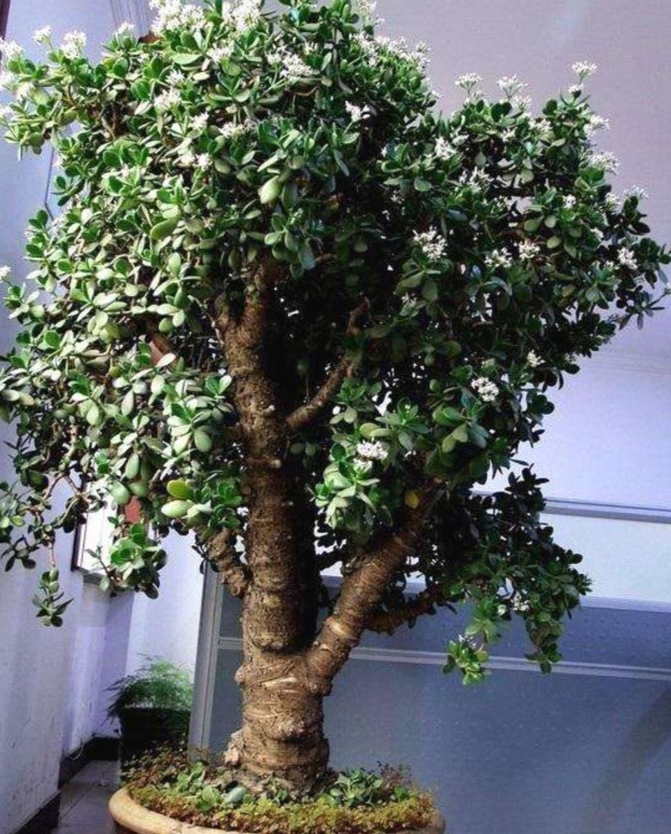 室内想养"大盆镇宅花",建议从这10种里面选,听名字就很霸气