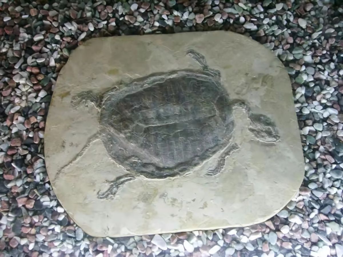 世界上最尴尬的事：乌龟交配时不幸死亡，千万年后变成化石遭围观