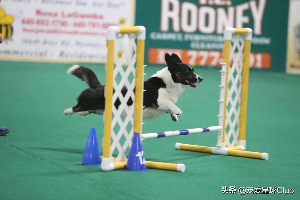 百科 | 卡迪根威尔士柯基，稳重聪明的短腿牧牛犬