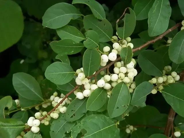 白饭树的功效与作用（中药古今研究之白饭树）