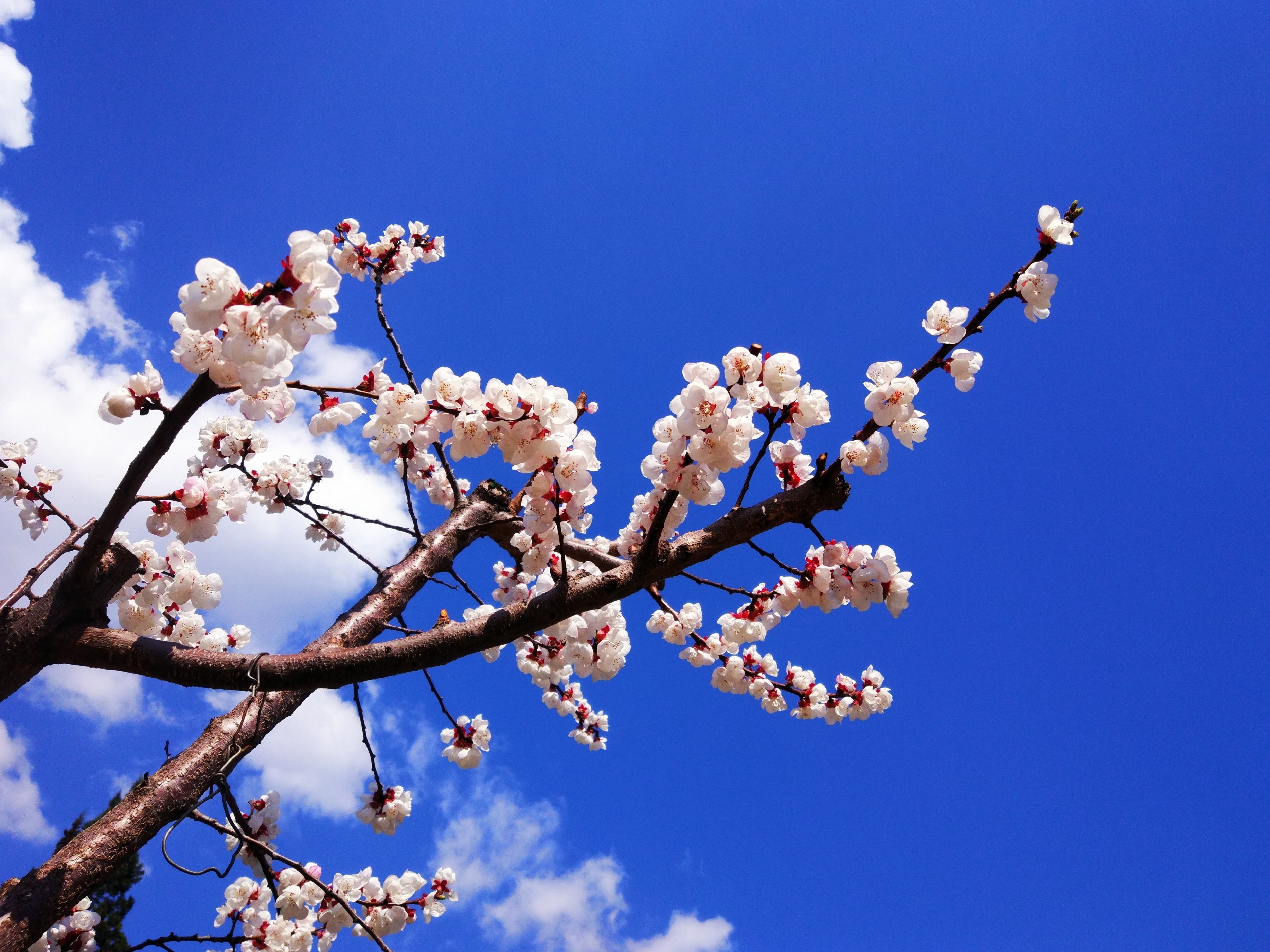 桃杏争春,最精彩的6首桃花诗和6首杏花诗,哪种花之诗更美?