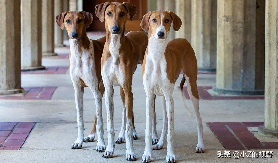这7种猎犬，都来自非洲大陆，有你们认识的吗？
