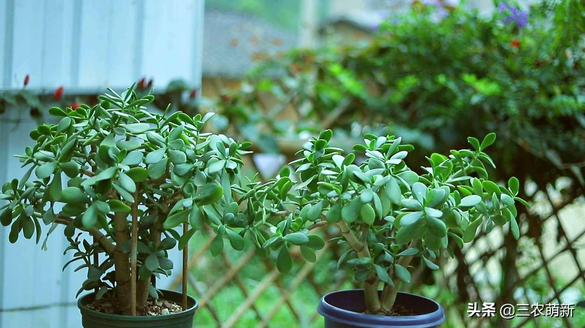 “家中有树，家家都富”，这10种植物寓意吉利，镇宅又旺家