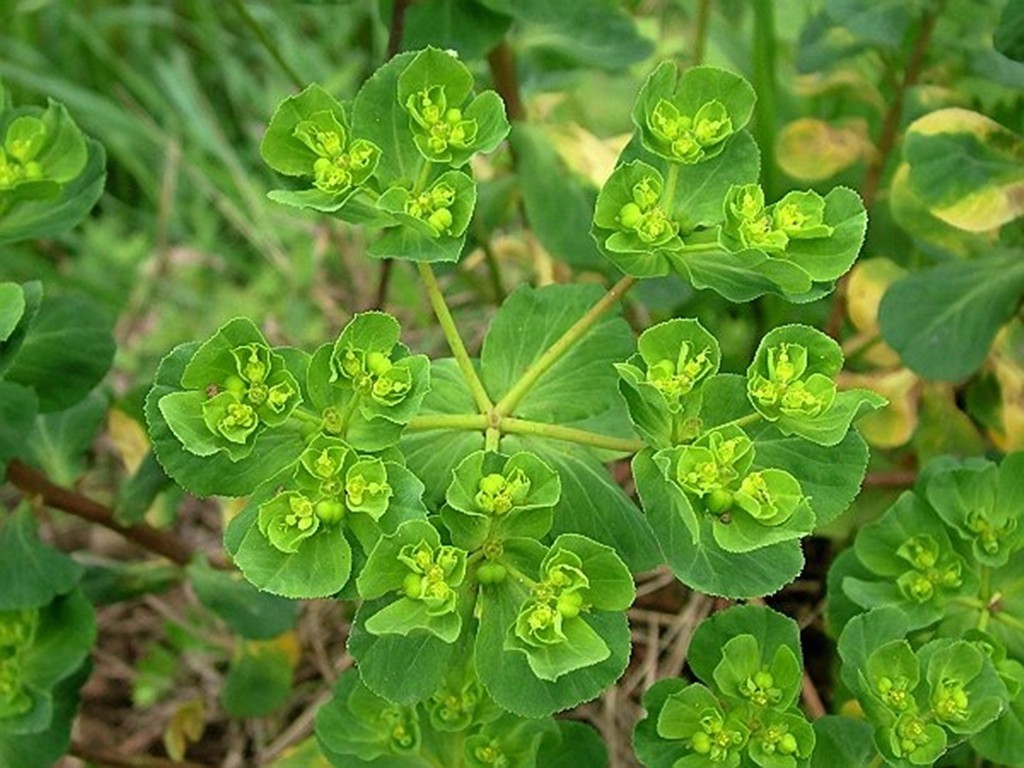 农村8种常见的有毒植物，不能随意采摘来吃，收藏起来并告诉家人