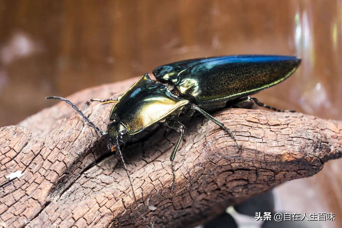 磕头虫图片(那些年) - 赤虎壹号