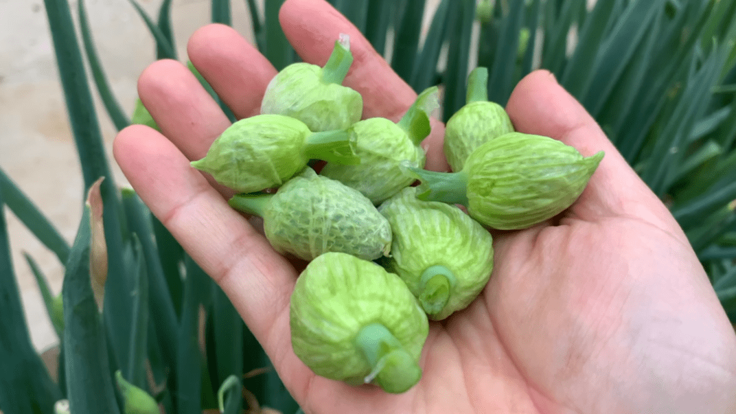 大葱的花苞，其实是个养生宝贝？懂得吃有这几种好处，健康又解馋