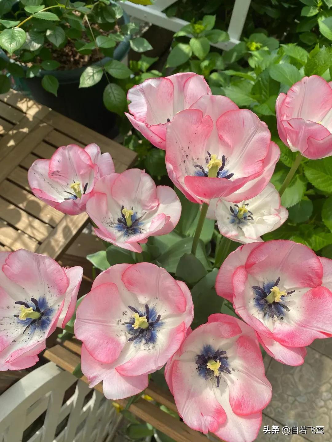 《朗读者》中董卿经典语录，每句都富含哲理