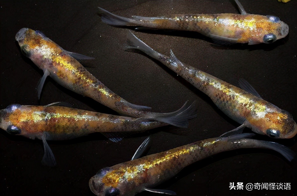 十大养不死的观赏鱼冷水鱼 中国斗鱼上榜，第三已有1700多年历史